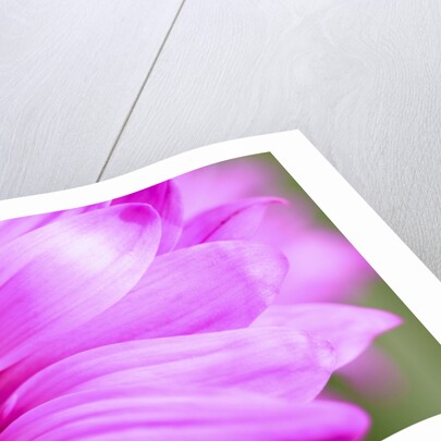 Close-up of wildflower by Anonymous