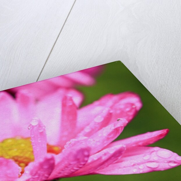 Close-up of wildflower with dew drops by Anonymous