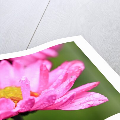 Close-up of wildflower with dew drops by Anonymous