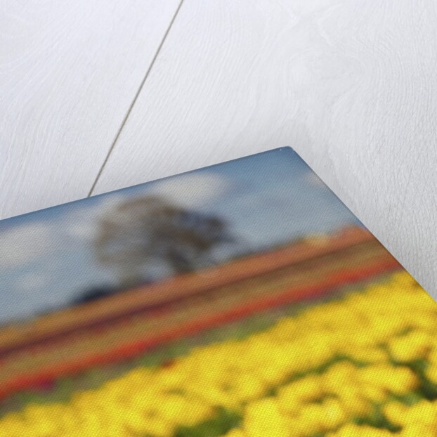 Yellow tulip field by Anonymous