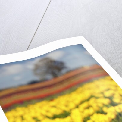 Yellow tulip field by Anonymous
