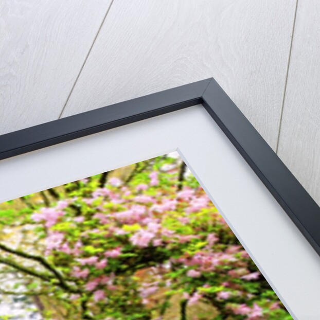 Spring flowers in Crystal Springs Rhododendron Garden, Portland, Oregon, USA by Anonymous