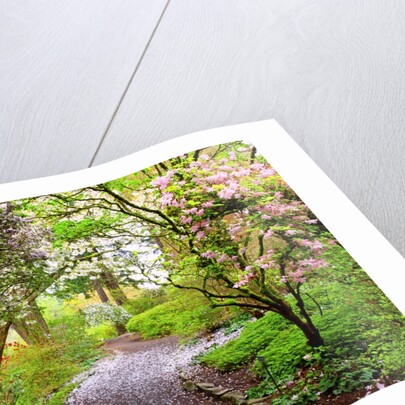 Spring flowers in Crystal Springs Rhododendron Garden, Portland, Oregon, USA by Anonymous