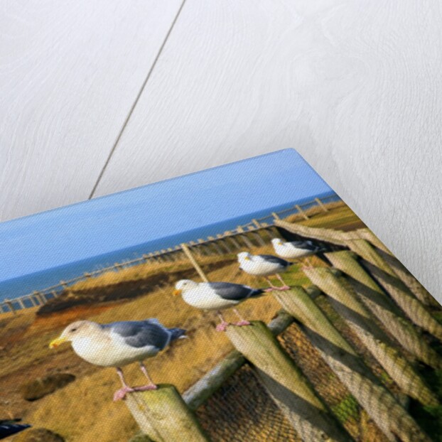 Seagulls at Boiler Bay, Oregon, USA by Anonymous
