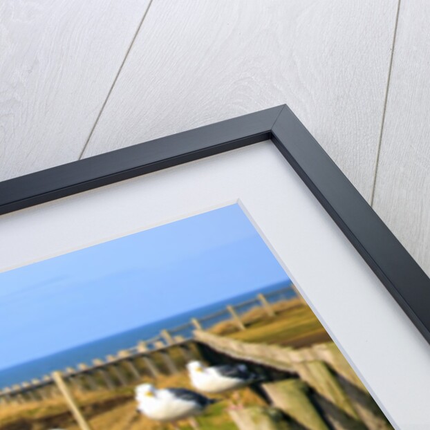 Seagulls at Boiler Bay, Oregon, USA by Anonymous