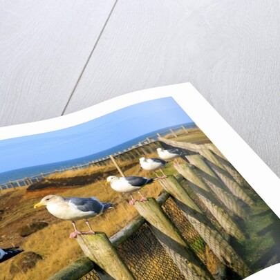 Seagulls at Boiler Bay, Oregon, USA by Anonymous