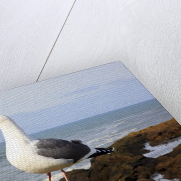 Seagull at Boiler Bay, Oregon, USA by Anonymous