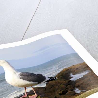 Seagull at Boiler Bay, Oregon, USA by Anonymous