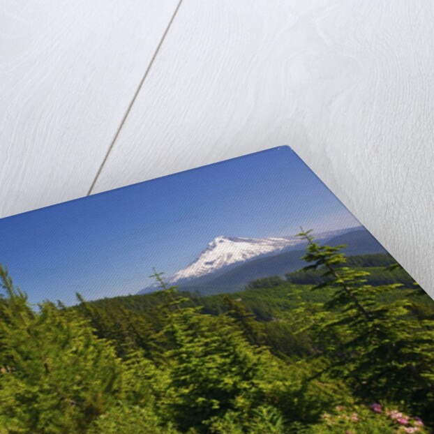 Mt. Hood from Mt. Hood National Forest. Oregon, USA by Anonymous