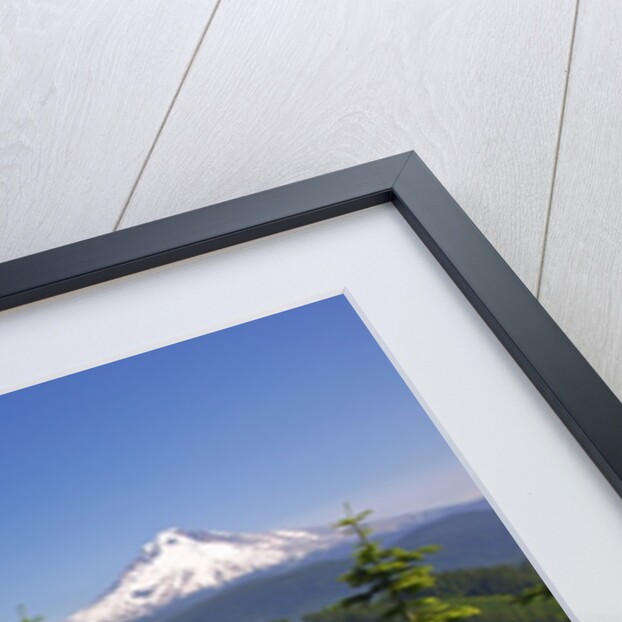 Mt. Hood from Mt. Hood National Forest. Oregon, USA by Anonymous