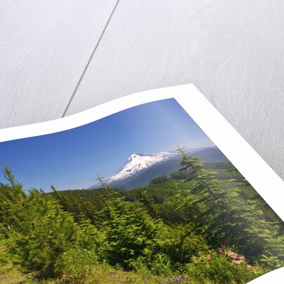 Mt. Hood from Mt. Hood National Forest. Oregon, USA by Anonymous