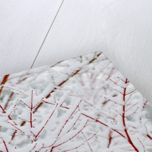 Snow on tree by Anonymous