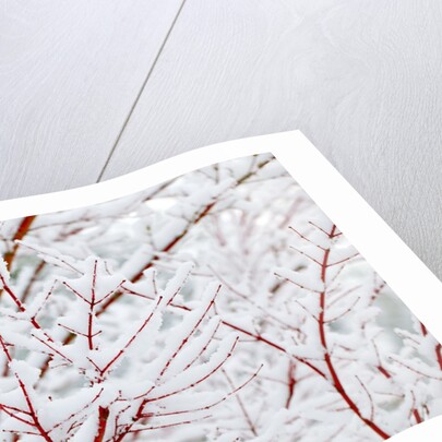 Snow on tree by Anonymous