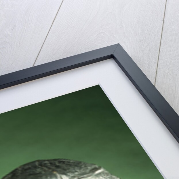 3 Year Old Rhinoceros by Rembrandt Bugatti