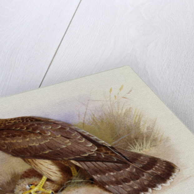 Goshawk by Archibald Thorburn