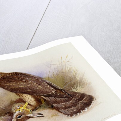 Goshawk by Archibald Thorburn