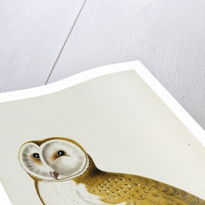 A Barn Owl, part of An Album of Watercolours of Birds and Their Eggs by Anonymous