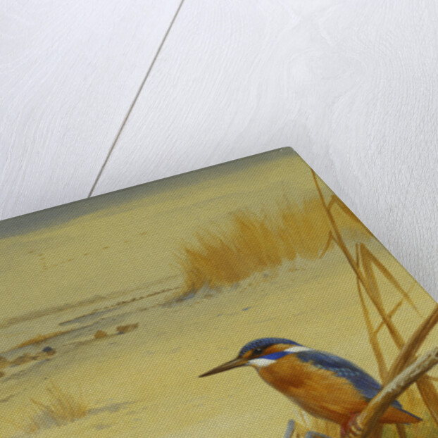 A Kingfisher Amongst Reeds in Winter by Archibald Thorburn