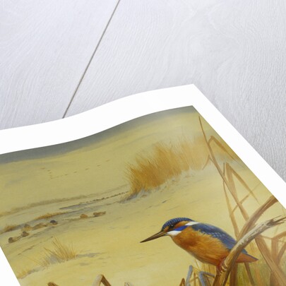 A Kingfisher Amongst Reeds in Winter by Archibald Thorburn
