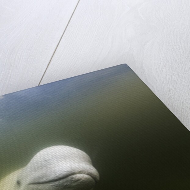 Beluga Whale, Hudson Bay, Canada by Anonymous