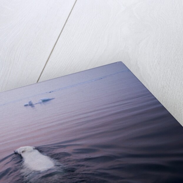 Polar Bear, Hudson Bay, Canada by Anonymous