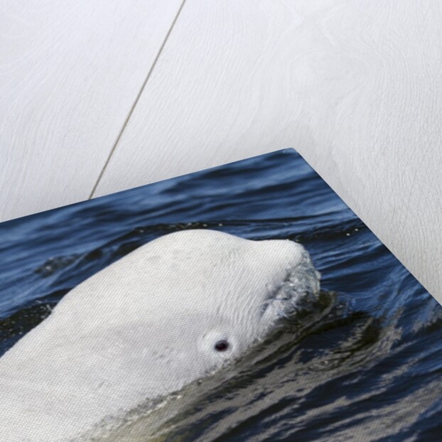 Beluga Whale, Hudson Bay, Canada by Anonymous