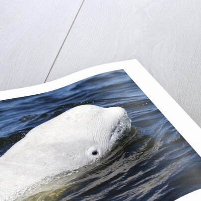 Beluga Whale, Hudson Bay, Canada by Anonymous