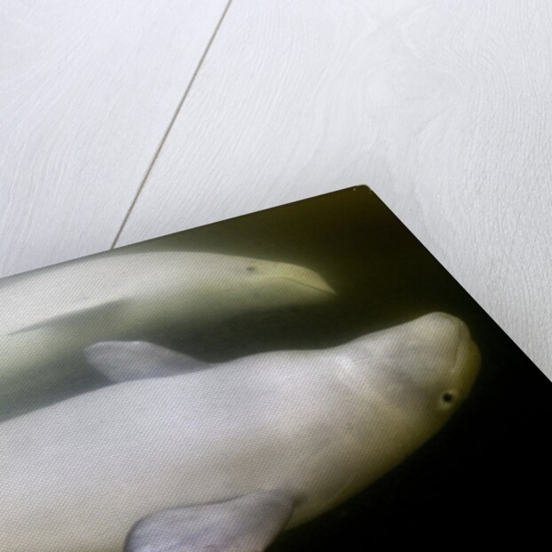 Beluga Whale, Hudson Bay, Canada by Anonymous