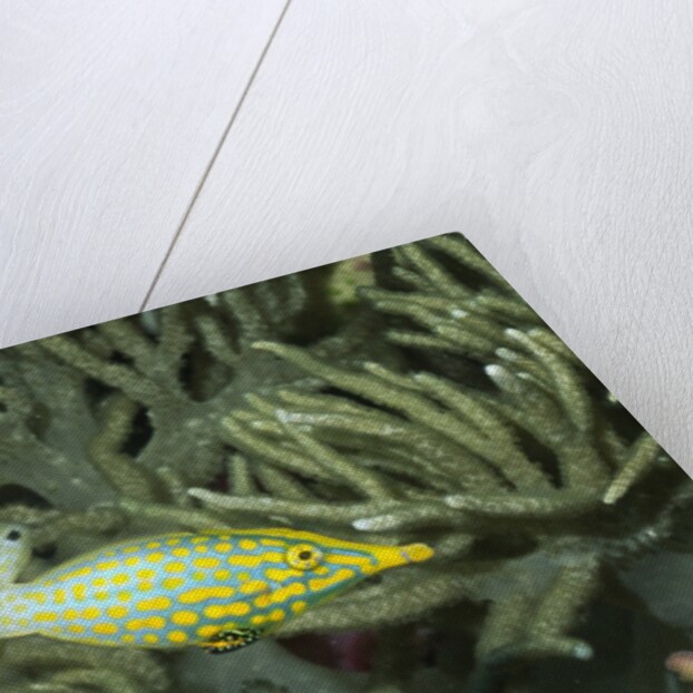 Pair of Longnose Filefish by Anonymous