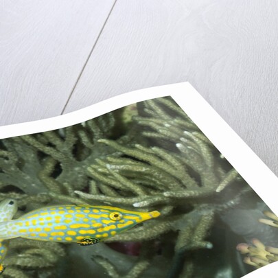Pair of Longnose Filefish by Anonymous