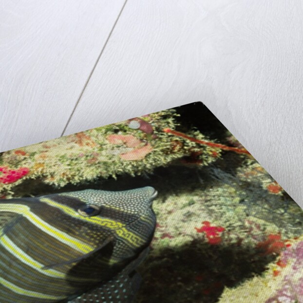 Pacific Sailfin Tang by Anonymous