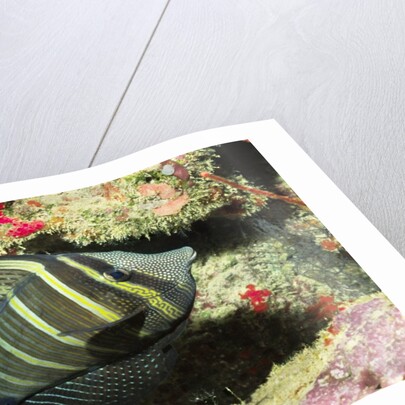 Pacific Sailfin Tang by Anonymous