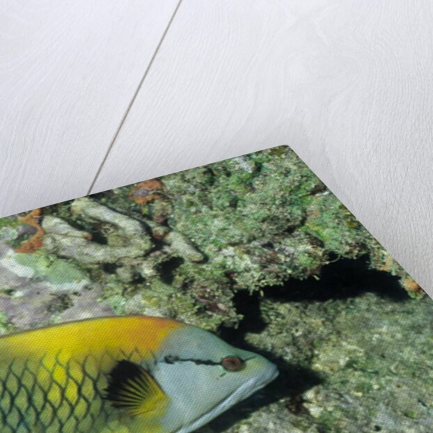 Slingjaw Wrasse by Anonymous