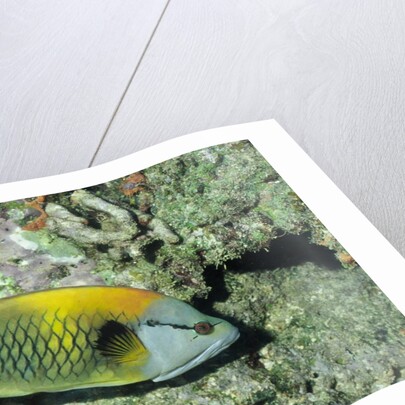 Slingjaw Wrasse by Anonymous