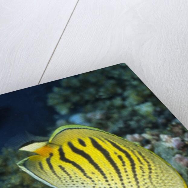Dot & Dash Butterflyfish by Anonymous