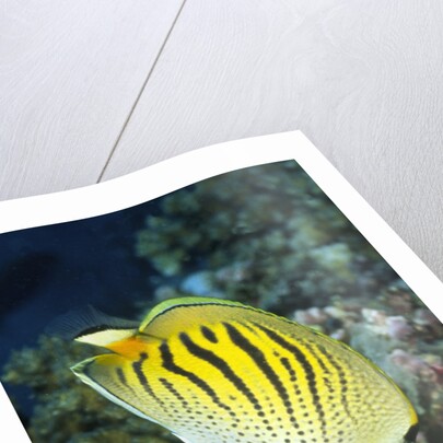 Dot & Dash Butterflyfish by Anonymous
