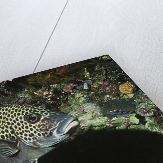 Many-Spotted Sweetlips being cleaned by Anonymous