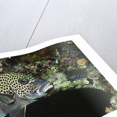 Many-Spotted Sweetlips being cleaned by Anonymous