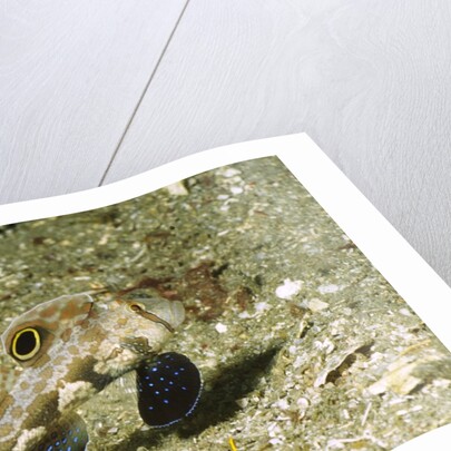 Signal Goby by Anonymous