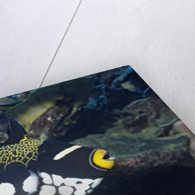Clown Triggerfish by Anonymous