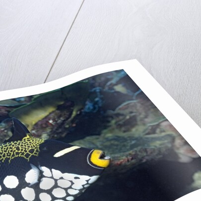 Clown Triggerfish by Anonymous
