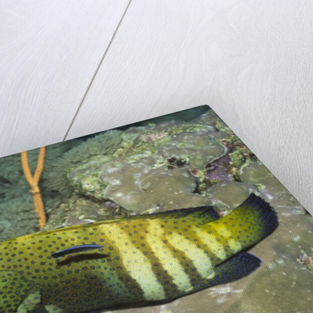 Peacock Grouper being cleaned by Anonymous