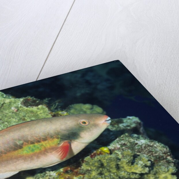 Bluepatch Parrotfish-intermediate phase by Anonymous