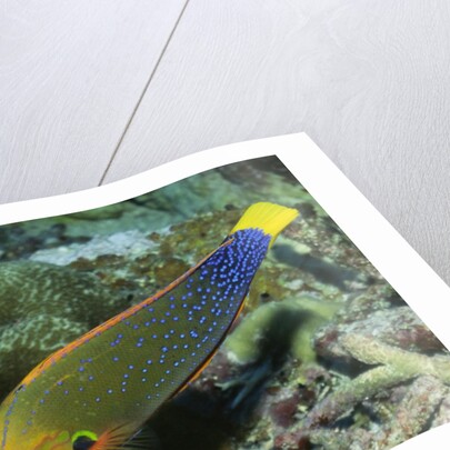 Yellowtail Coris-intermediate phase by Anonymous