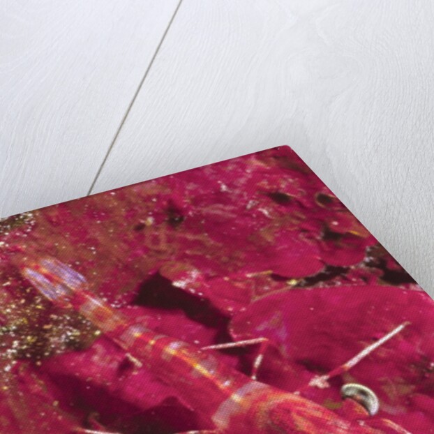 Striped Hinge-Beak Shrimp with prey by Anonymous