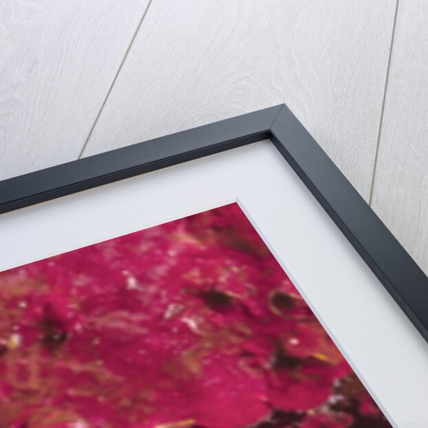 Striped Hinge-Beak Shrimp with prey by Anonymous