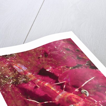 Striped Hinge-Beak Shrimp with prey by Anonymous