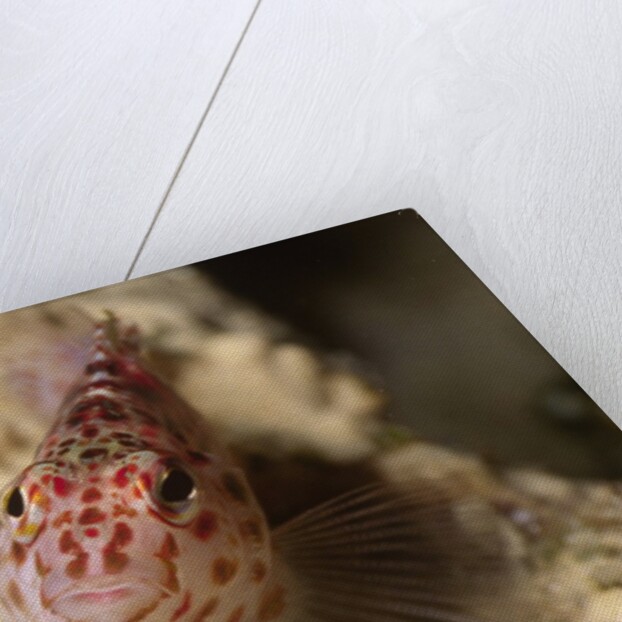 Pixy Hawkfish by Anonymous