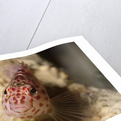 Pixy Hawkfish by Anonymous