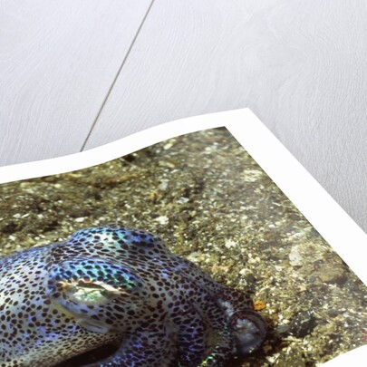 Berry's Bobtain Squid by Anonymous